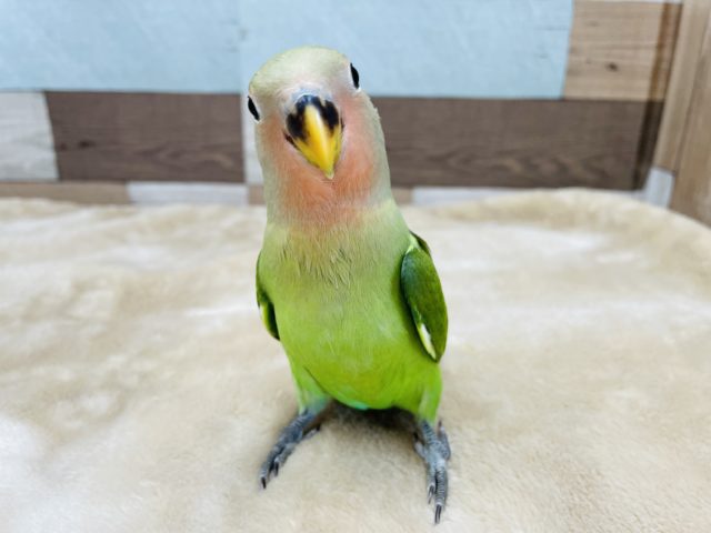 超ホヤホヤ最新画像✨わた毛が可愛い♡ノーマルカラーのコザクラインコやってきました〜