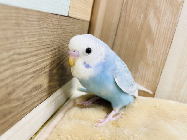 超ホヤホヤ最新画像☆爽やかブルー♪アピール得意なセキセイインコスパングル