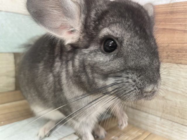 見つめてくるお顔がたまりません♡ チンチラ！ノーマル（グレー）な女の子♪
