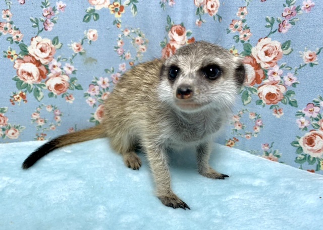 ミーアキャットお久しぶりの入舎です✨  12/21