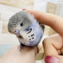 超ホヤホヤ最新画像★かきかき大好き♡♡ジャンボセキセイインコのノーマルカラー！