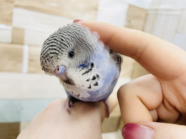 超ホヤホヤ最新画像★かきかき大好き♡♡ジャンボセキセイインコのノーマルカラー！