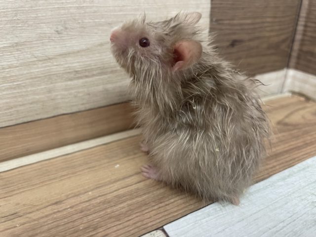 フサフサ！！　サテンハムスター！男の子
