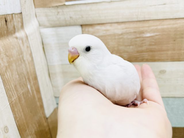 真っ白な美人さん✨セキセイインコヒナ(ダブルファクター)