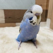 ヒナ餌卒業で手乗りできます！ジャンボセキセイインコのノーマルカラー！