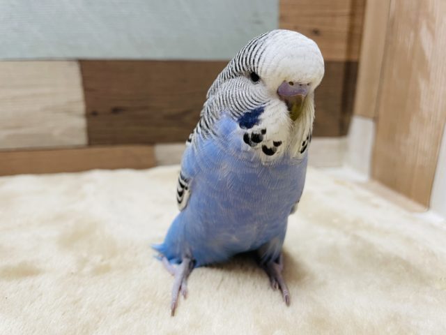 ヒナ餌卒業で手乗りできます！ジャンボセキセイインコのノーマルカラー！