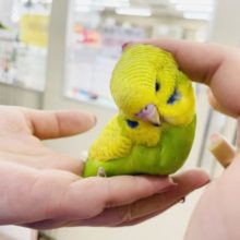 超ホヤホヤ最新画像☆かきかき大好き♥️ご飯くれぇ〜！！ジャンボセキセイインコヒナ(スパングル)