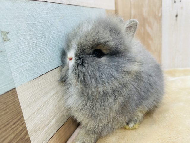 ギュッと詰まった可愛さです☆ライオンラビットのブルーオターカラー！