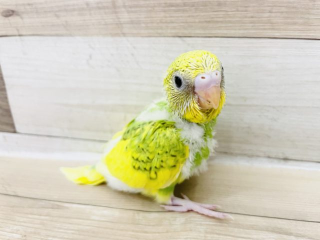 わた毛パンツが激かわ♥セキセイインコヒナ(スパングルパイド)