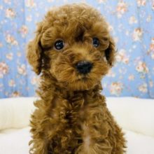 癒し系男子♥️トイプードルくん(レッド)