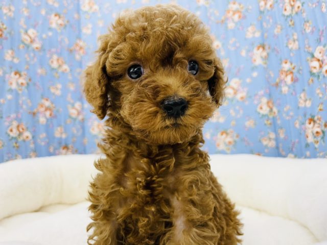 癒し系男子♥️トイプードルくん(レッド)