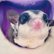 更に可愛くなってきました〜♡フクロモモンガくん(ノーマル)