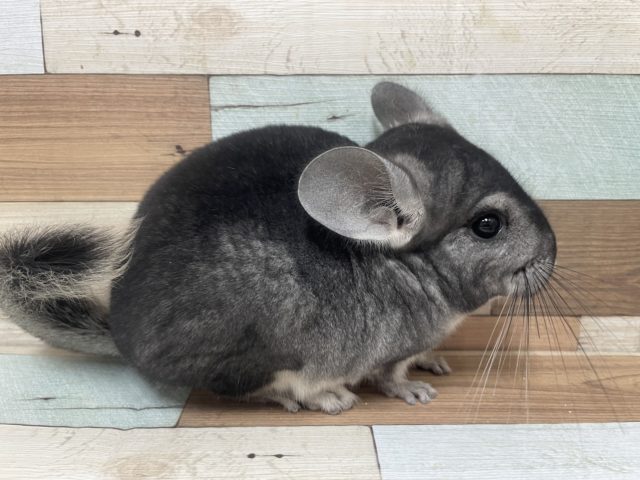 ﾅﾃﾞﾅﾃﾞ好きな子になる予感…！ チンチラ ノーマル(グレー)ちゃん☆