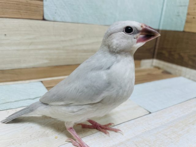 立派に成長してますよ☆　シルバー文鳥ですよ～～