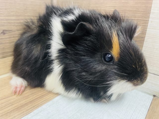 くるんくるん毛並みの！モルモット　アビシニアン！