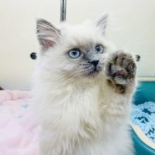 超ホヤホヤ最新画像♪可愛すぎるよぉ……ヒマラヤンいるよ！