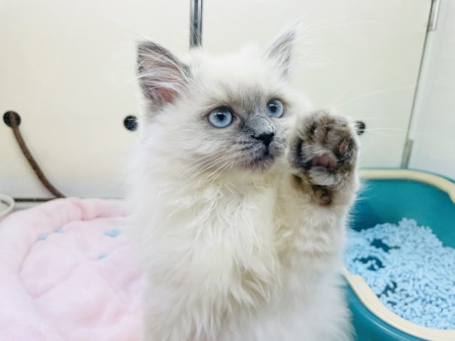 超ホヤホヤ最新画像♪可愛すぎるよぉ……ヒマラヤンいるよ！