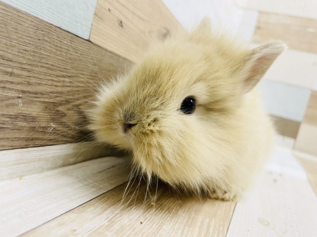 可愛すぎるモフモフさん♡ライオンラビット(オレンジ)