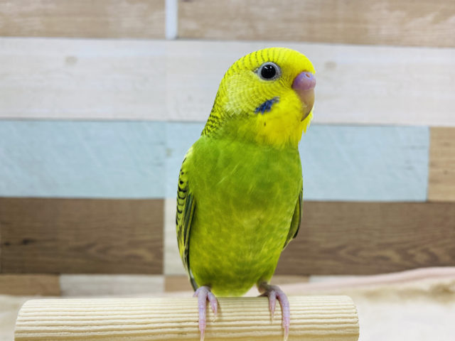 ヒナ餌卒業☆カメラ目線バッチリ！！セキセイインコオパーリン