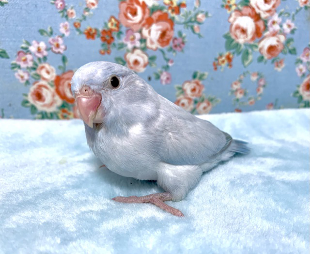 マメルリハ パステルライラック 男の子 12/16