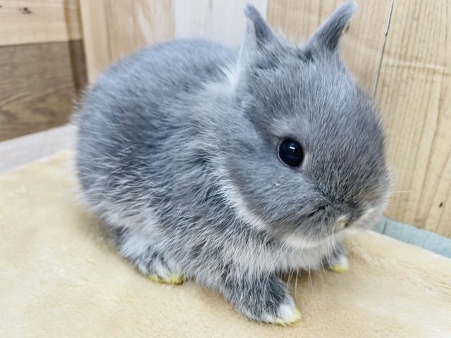 短い耳がチャームポイント☆ネザーランドドワーフのブルーマーチンカラー！