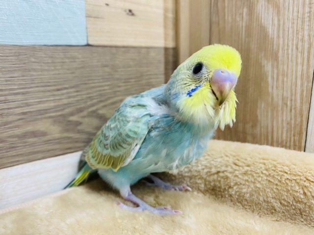 食いしん坊さん♡人気の高いセキセイインコレインボー