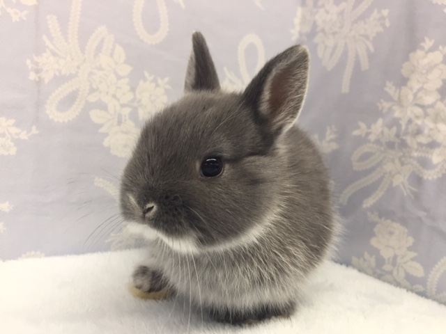 ネザーランドドワーフラビット（ブルー）女の子　２０２１年１１月生まれ