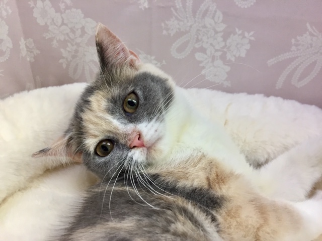 ブリティッシュショートヘアー（ダイリュートキャリコ）女の子　２０２１年１０月１７日生まれ　入舎！！