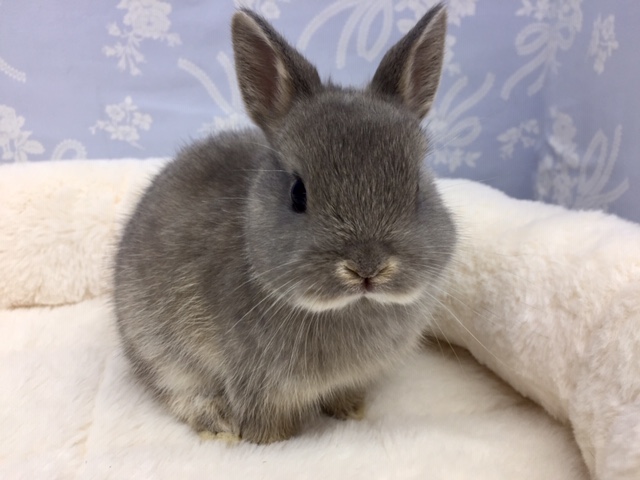 ネザーランドドワーフラビット（グレー系）男の子　２０２１年１１月生まれ