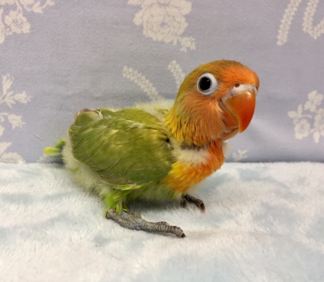 ヤマブキボタンインコ　２０２１年１１月生まれ