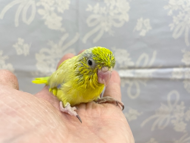 マメルリハ（アメリカンイエロー）男の子　２０２１年１１月生まれ