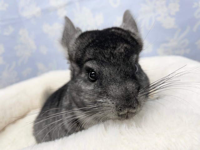 チンチラ（グレー）女の子　２０２１年９月生まれ