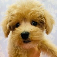 人好きすぎる♡ミックス犬(マル×T.プー)くん♪