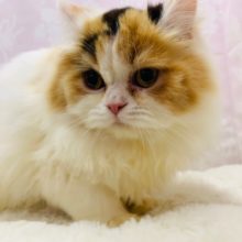 頭の後ろに富士山?!スコティッシュフォールドちゃん♪