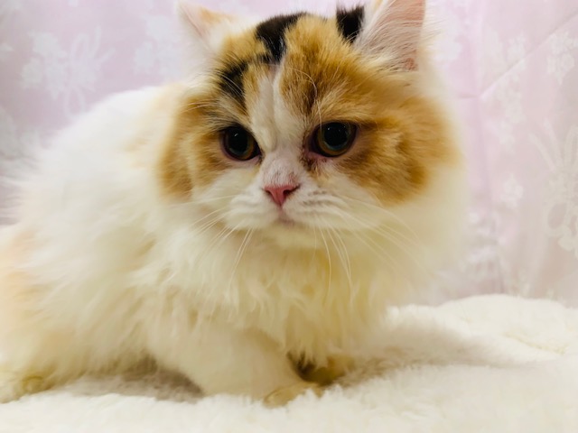 頭の後ろに富士山?!スコティッシュフォールドちゃん♪