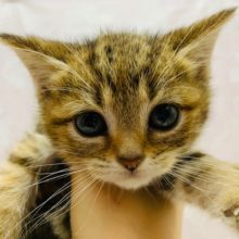 美人すぎる♡スコティッシュフォールドちゃん♡