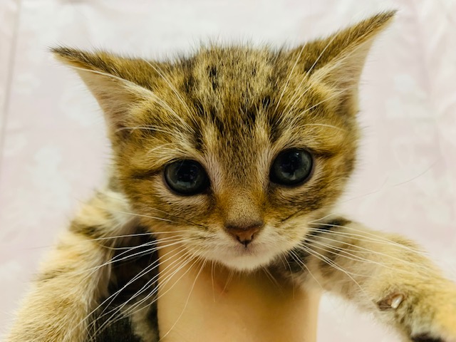 美人すぎる♡スコティッシュフォールドちゃん♡