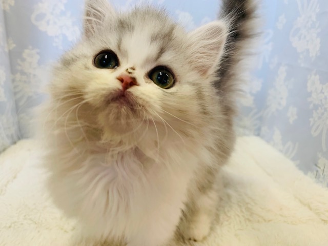 元気印☆ミヌエットくん♪