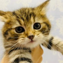 まんまるお顔！スコティッシュフォールドくん♪