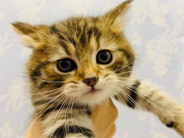 まんまるお顔！スコティッシュフォールドくん♪