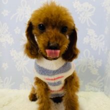 トリミングして可愛さ倍増♡トイプードルくん♪