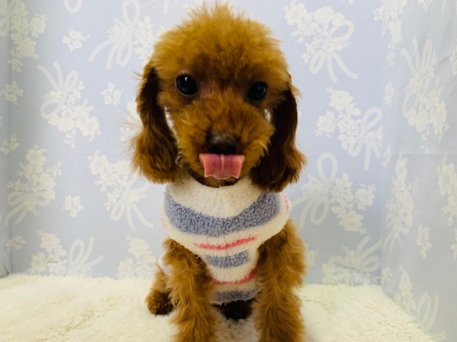 トリミングして可愛さ倍増♡トイプードルくん♪