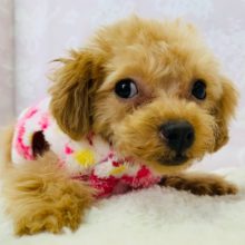 仕草が可愛い♪トイプードルちゃん♡