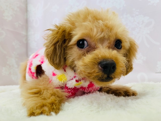 仕草が可愛い♪トイプードルちゃん♡