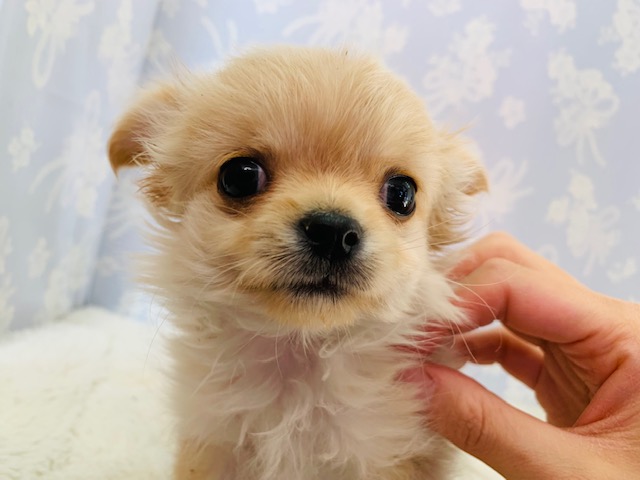 スクスク成長中！！チワワくん☆