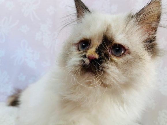 もっふもふ♡ヒマラヤンちゃん！！