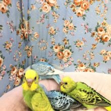 今週のセキセイ情報～　１２／４撮影