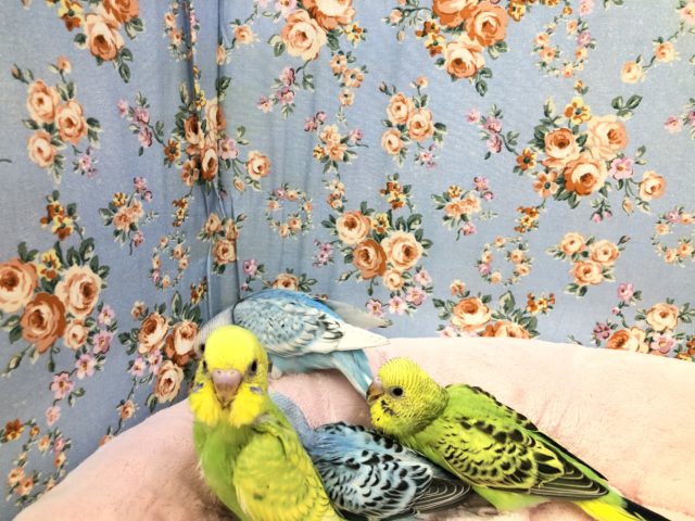 今週のセキセイ情報～　１２／４撮影