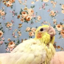 今年最後かな？　オカメルチノー　R3　１２／２４撮影