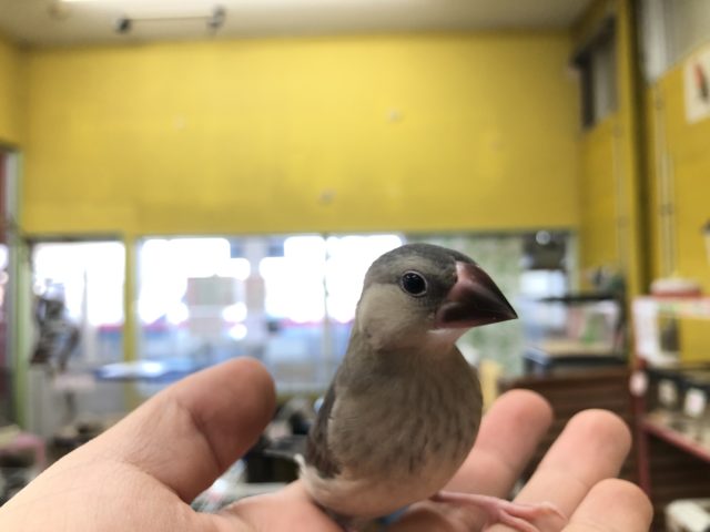 人気のブンブン　桜　１１／２７撮影